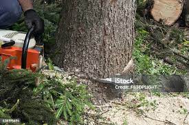 Best Hazardous Tree Removal  in North Hudson, WI