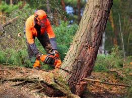 Best Tree Cabling and Bracing  in North Hudson, WI