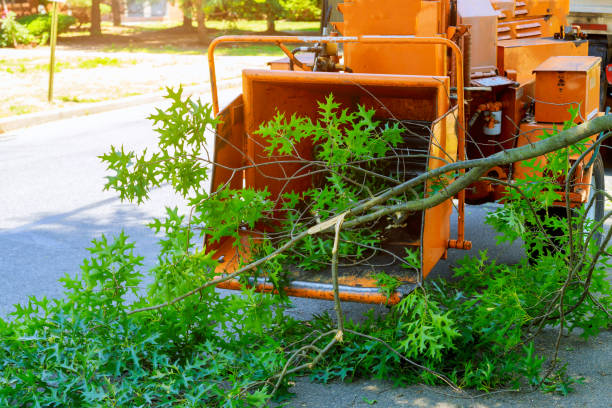 Best Fruit Tree Pruning  in North Hudson, WI