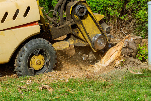 Best Tree Trimming and Pruning  in North Hudson, WI