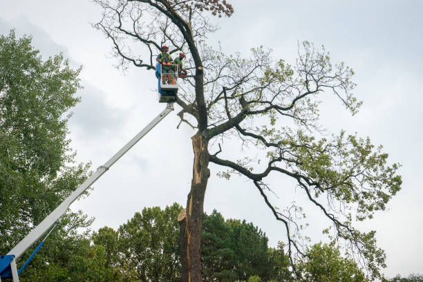 Tree and Shrub Care in North Hudson, WI