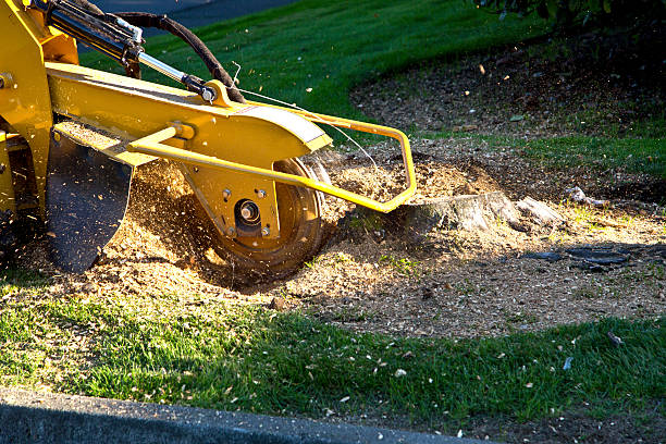 Best Lawn Drainage Solutions  in North Hudson, WI
