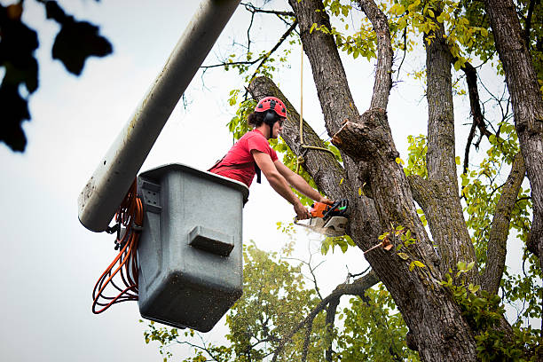 Best Root Management and Removal  in North Hudson, WI