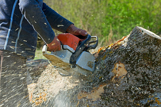 Best Hedge Trimming  in North Hudson, WI