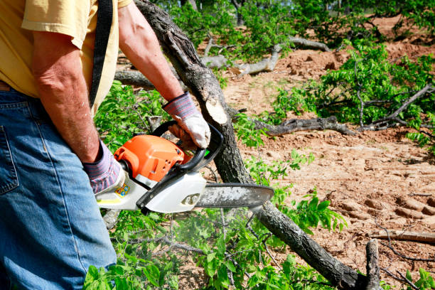 Best Tree Preservation Services  in North Hudson, WI